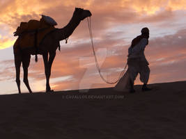 Camel Thar Desert