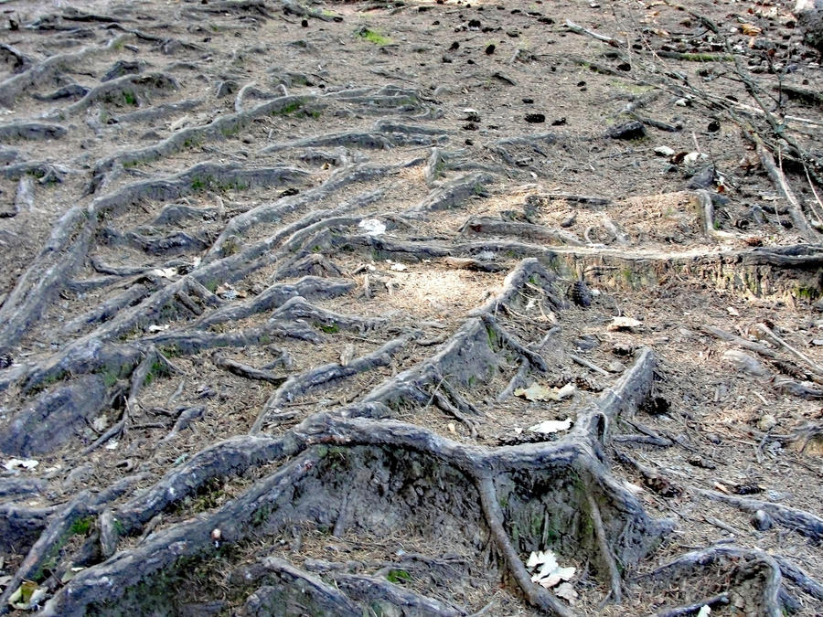 wood roots 2