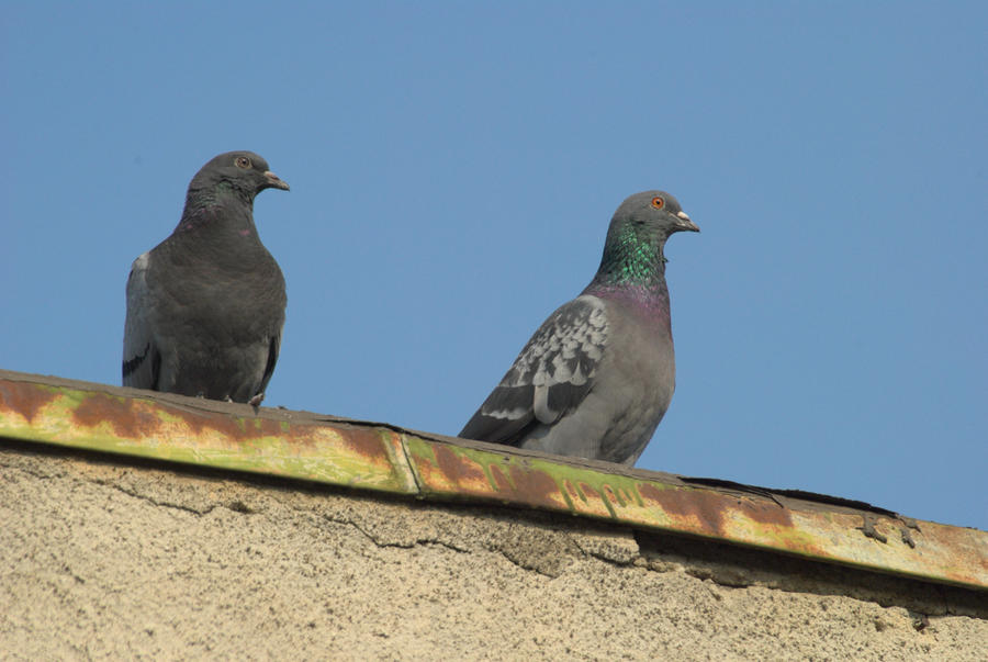 pigeons 3