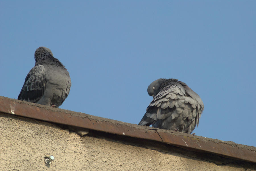 pigeons 7