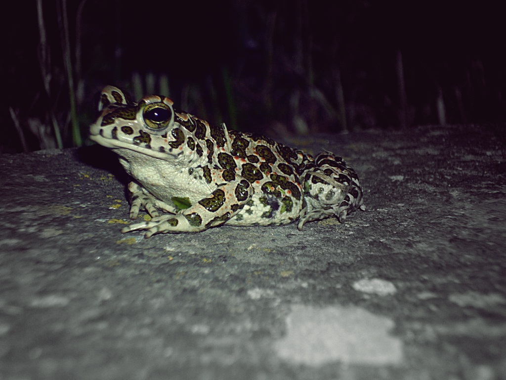 Frog