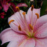 Rainy Pink Lily 1