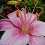 Rainy Pink Lily 2