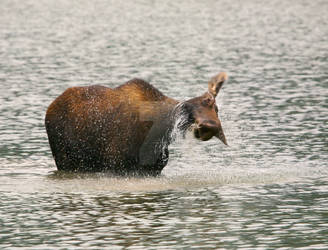 Argh!  I got water in my ears!!!