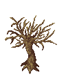 withered tree