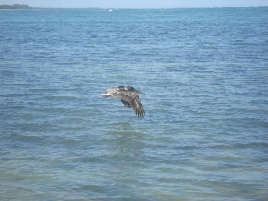 pelican