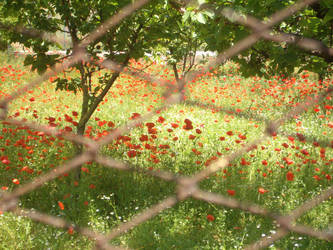 Mohn