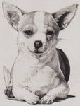 Milo, or, Yo Soy Un Chihuahua by pyrrhite
