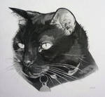 Angus the Black by pyrrhite