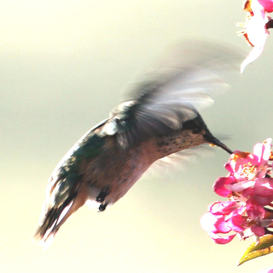 POpeOnDOpe's Hummer