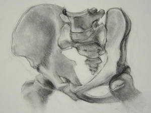 bone drawing