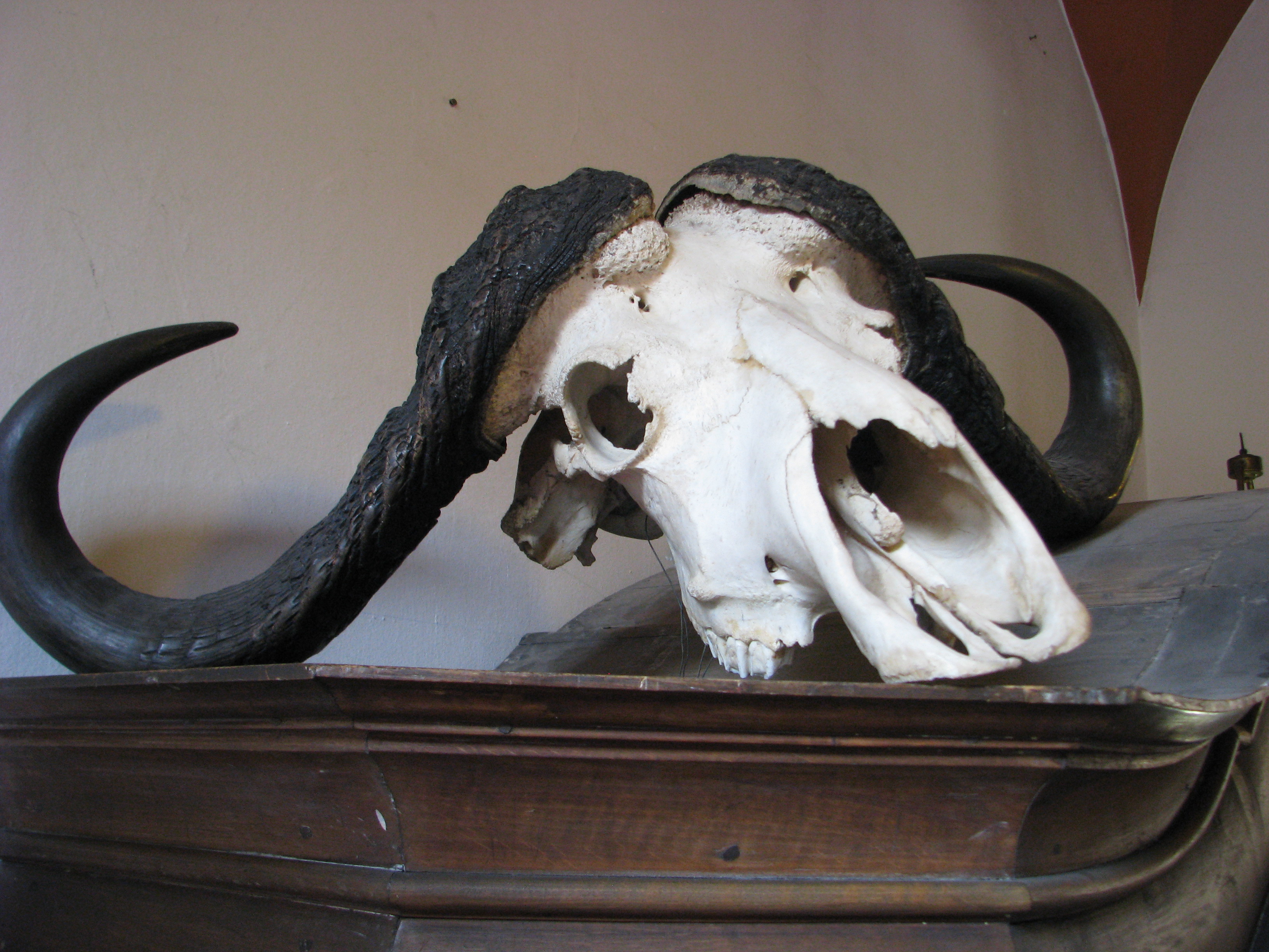 bone head 1