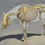 Horse Skeleton