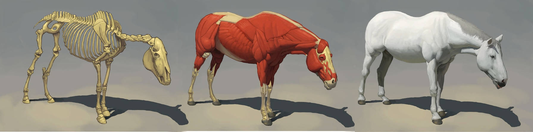 Horse anatomy