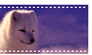 Arctic fox - stamp