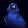 Blue crow