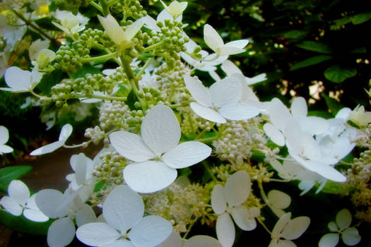 The Wedding Flower