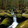 Mossy Mountain Stream