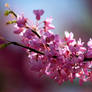 Redbud Blossoms