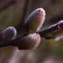 Pussy Willow Buds