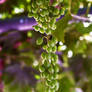 Grape Clusters