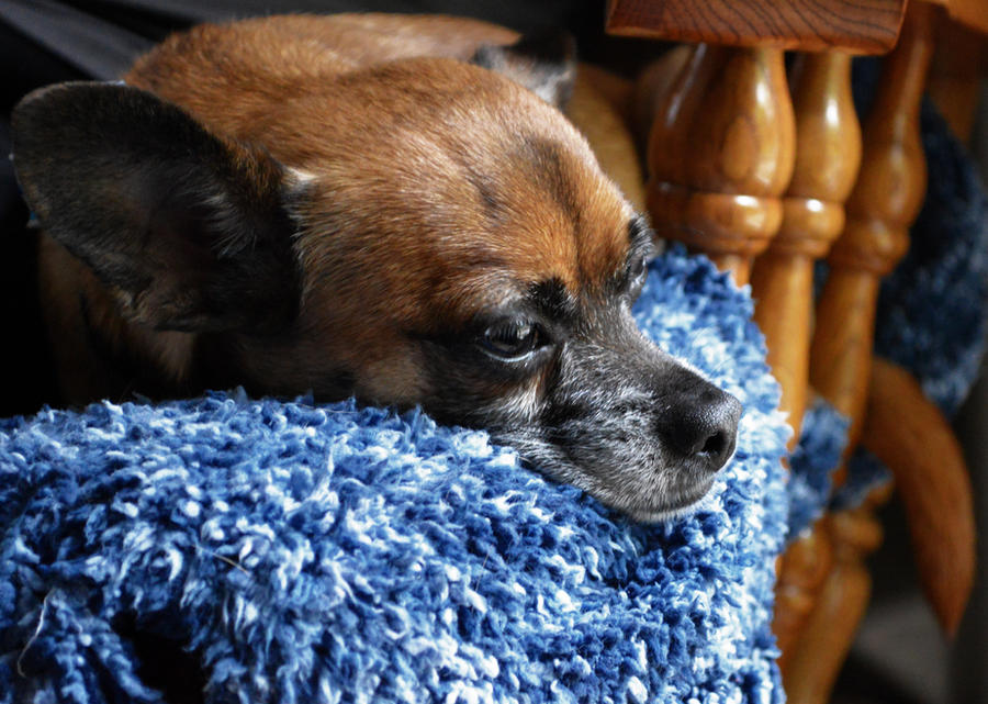 Bert in a Rocking Chair by alimuse