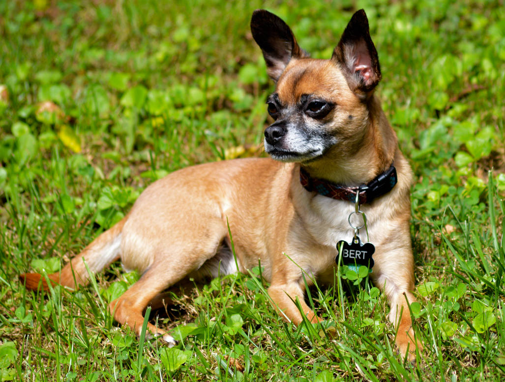 Bert Loving the Yard by alimuse