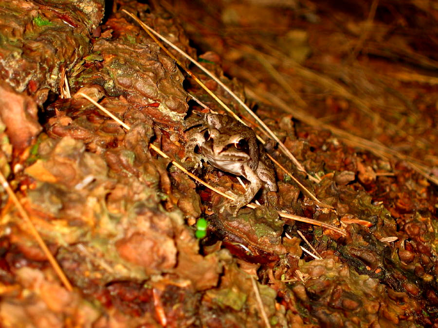 wood frog blending