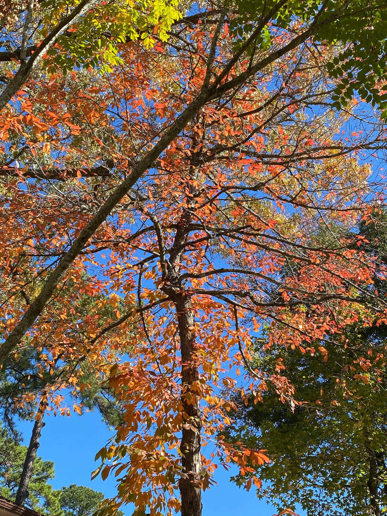 Beautiful Fall Tree by StarGazer3028 on DeviantArt