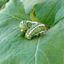 Green and White Striped Caterpillar