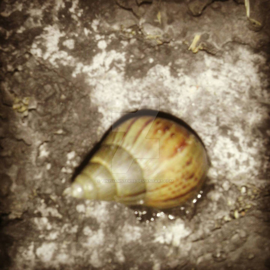 Shellbert The Snail by tinyhamster96 on DeviantArt