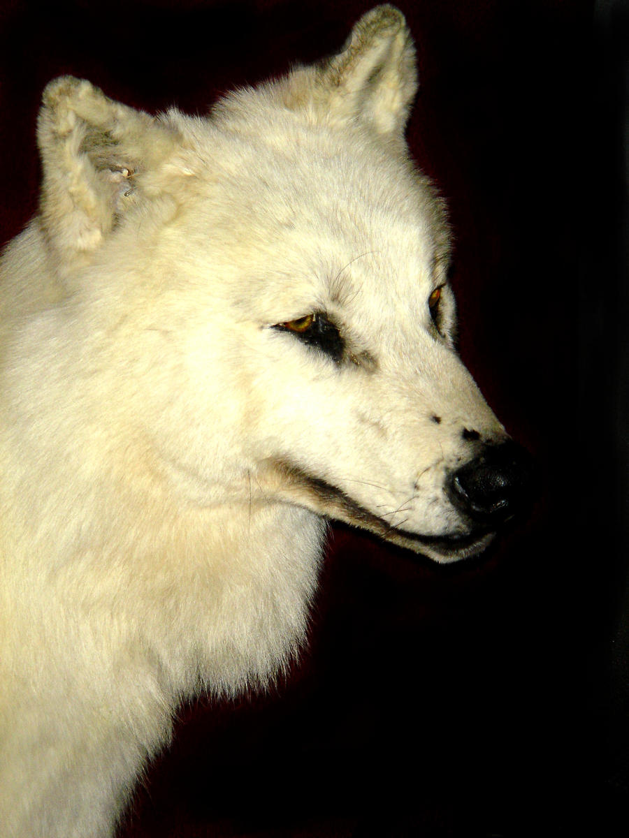 white wolf