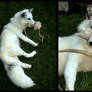 White Marble fox