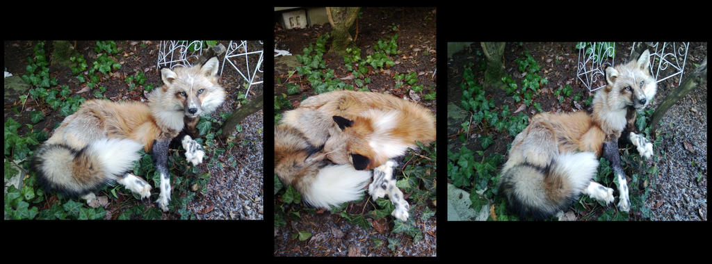 Grumpy Fox by AdarkerNEMISIS on DeviantArt