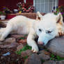 White wolf Softmount SOLD