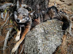 Dark Eastern Coyote by AdarkerNEMISIS