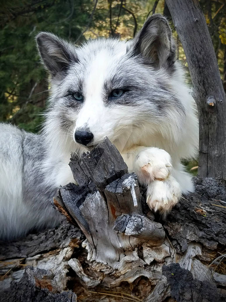 Platinum Fox Softmount By AdarkerNEMISIS On DeviantArt platinum-fox-softmount-by-adarkernemisis-on-deviantart