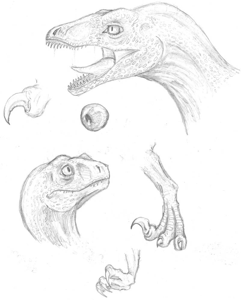 Raptor reference sheet by Faithodon on DeviantArt