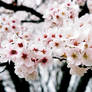 Cherry Blossom