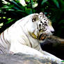 Roar of the White Tiger