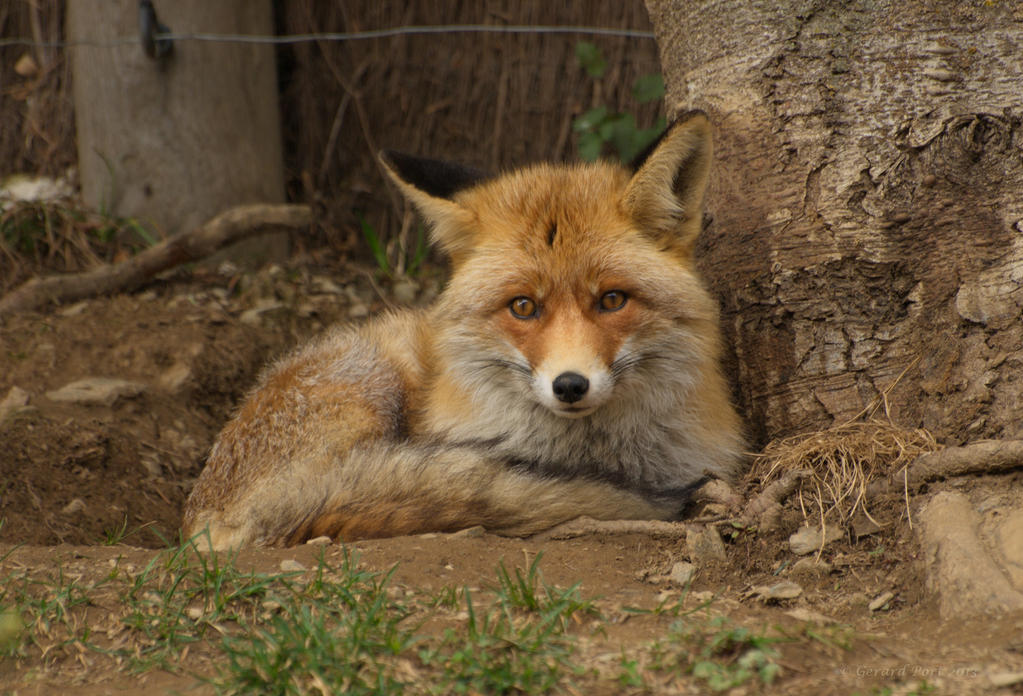 Red Fox (Vulpes vulpes)