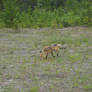 red fox 4