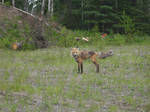 red fox 9