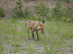 red fox 17