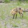 red fox 25