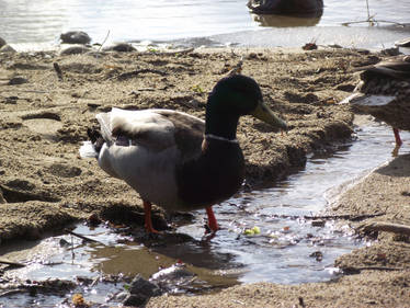duck 6