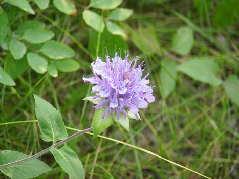 wild flower I