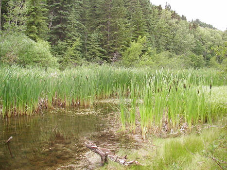 Little lake in the forest