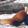 Red Panda