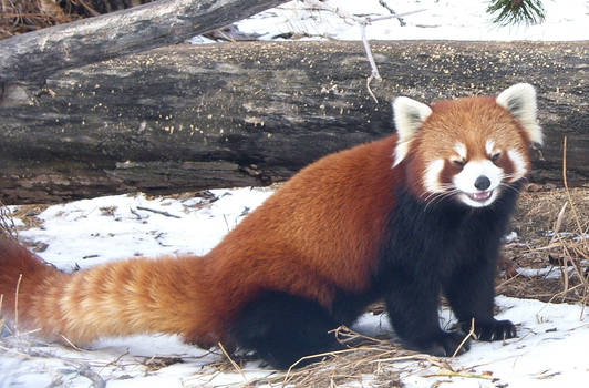 Red Panda